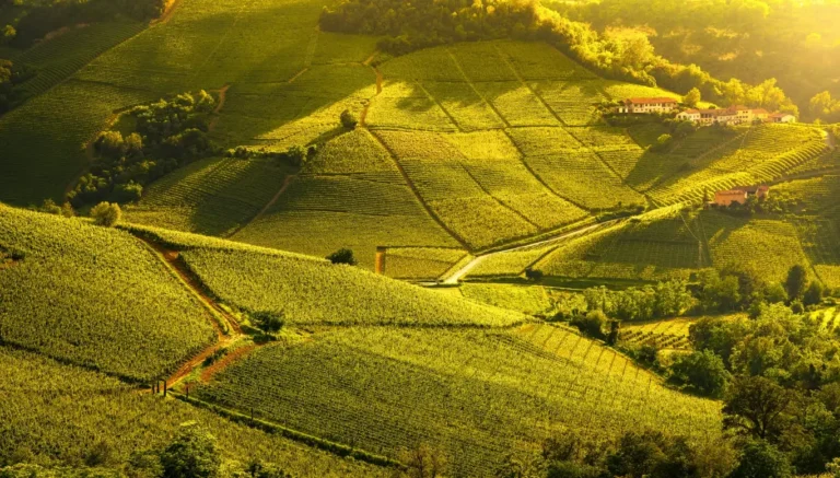 Vineyards of the Langhe hills near Barolo at sunset