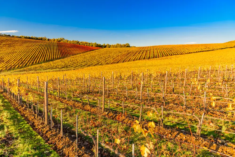 Golden autumn vineyard rows under a blue sky in Italy
