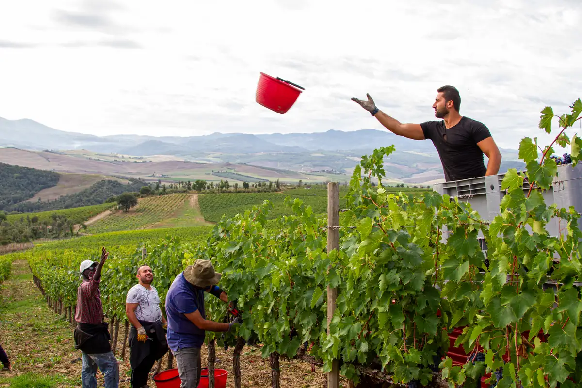 Grape pickers during the vendemmia harvest in an Italian vineyard