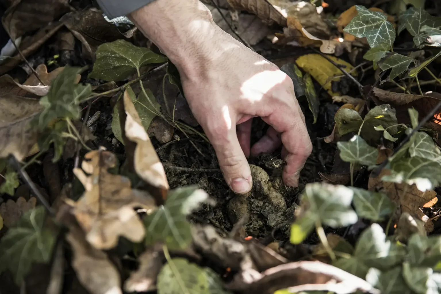 A truffle hunter digging by hand in the woodland soil