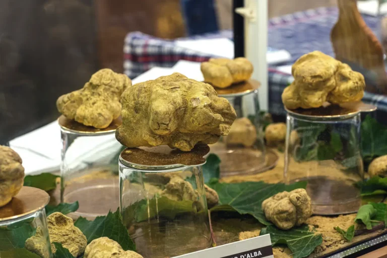 White truffles on display at the Alba truffle market