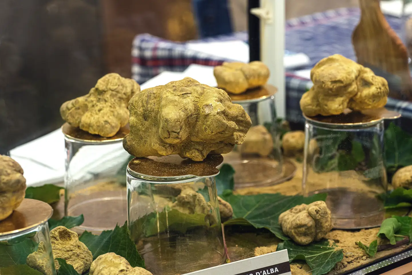 White truffles on display at a truffle market in Alba, Piedmont
