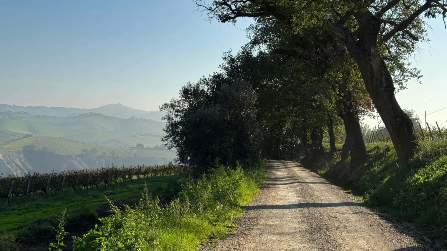 A country road between oak trees and rolling green hills in Le Marche