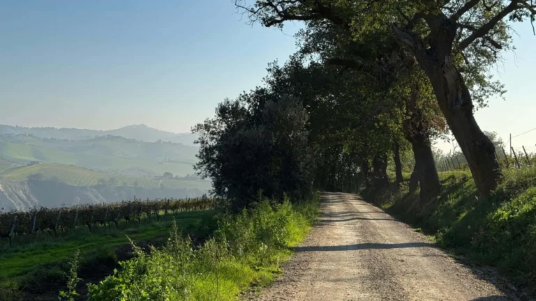A country road between oak trees and green hills in Le Marche