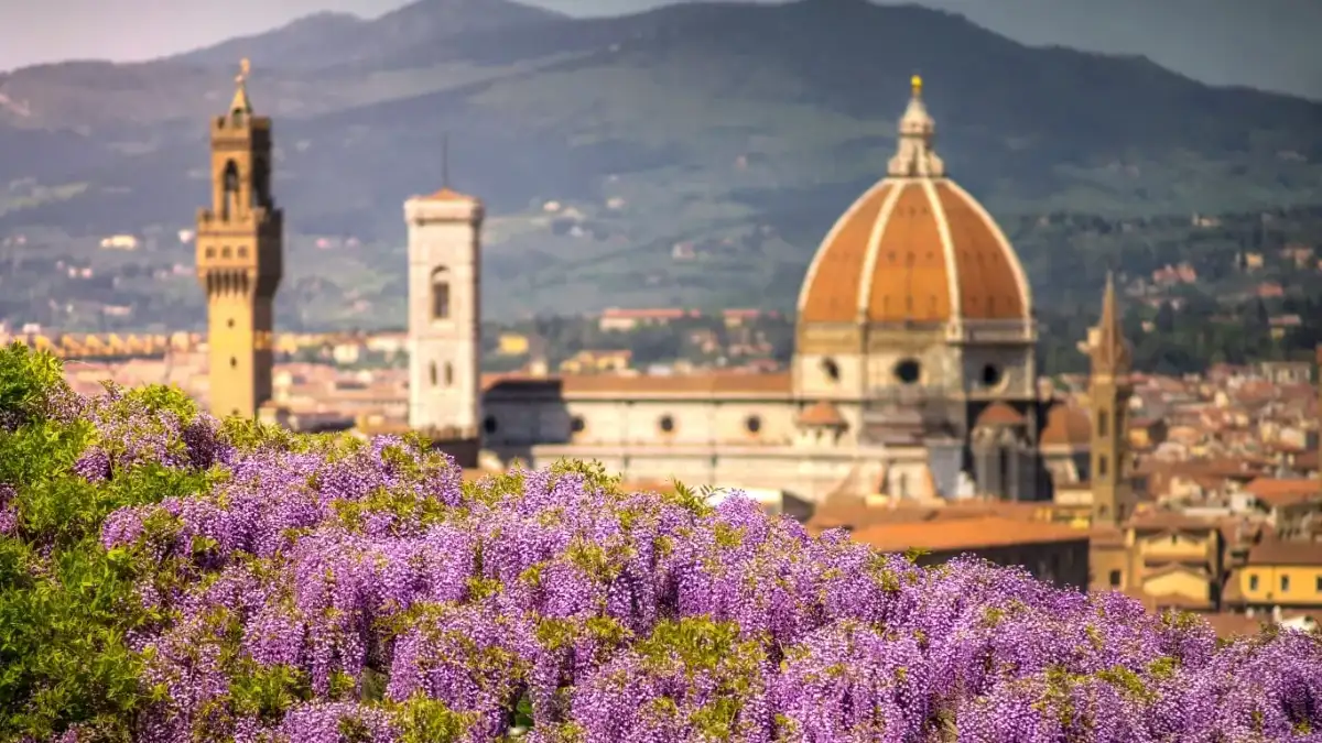 The Duomo of Florence and the Palazzo Vecchio tower above wisteria in bloom