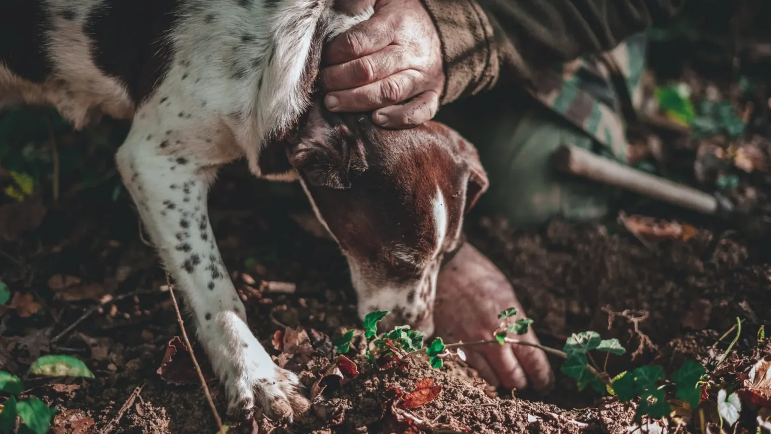 A truffle dog digging in the woodland soil beside the hunter’s hand
