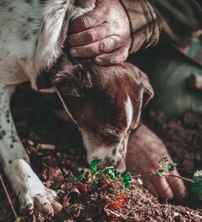 A truffle dog digging in the woodland soil beside the hunter’s hand