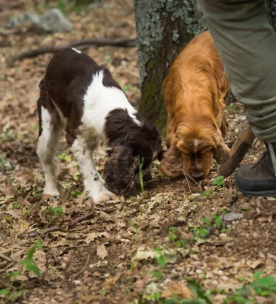 Two truffle dogs searching the ground in a wood beside their hunter