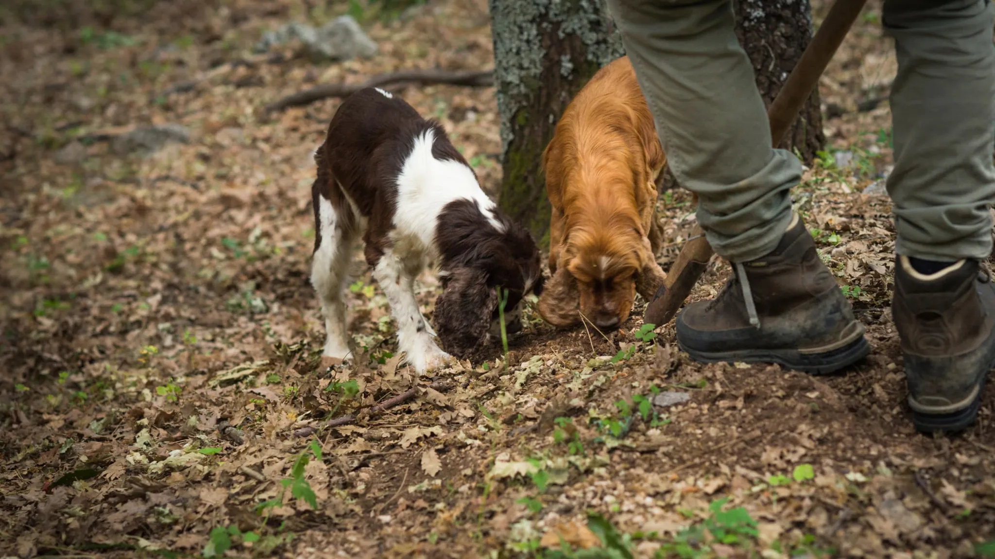 Two truffle dogs searching the ground in a wood beside their hunter