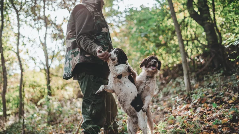 A truffle hunter in an oak wood with two truffle dogs