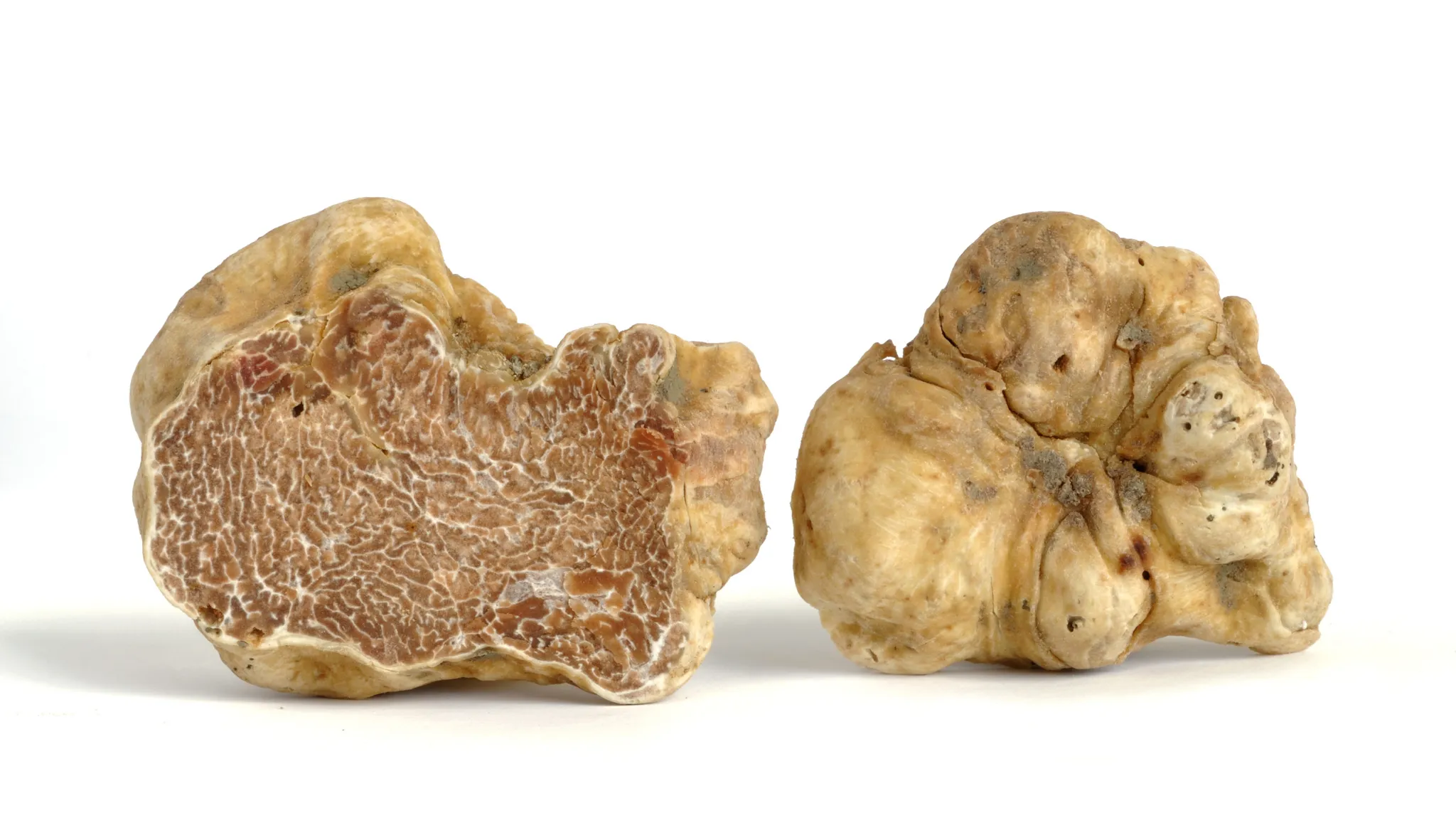 Two white truffles, Tuber magnatum Pico, one of them cut in half